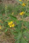 Lysimachia vulgaris