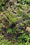 Isolepis setacea