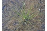 Isoetes tenuissima