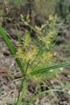 Cyperus esculentus