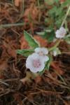 Althaea officinalis