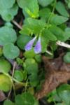 Scutellaria galericulata