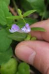 Scutellaria galericulata