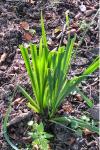 Iris foetidissima