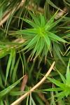 Polytrichum formosum