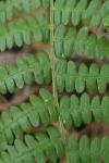 Pteridium aquilinum