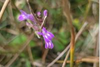 Lobelia urens