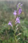 Lobelia urens