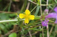 Potentilla erecta