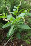 Phytolacca americana
