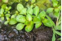 Ludwigia palustris