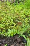 Ludwigia palustris