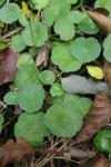 Hydrocotyle vulgaris