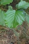 Alnus glutinosa