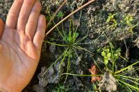 Juncus bulbosus