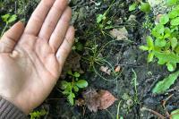 Juncus bulbosus