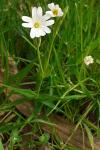 Rabelera holostea