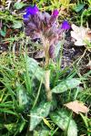 Pulmonaria officinalis