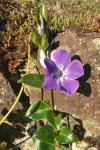 Vinca minor