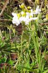 Cardamine pratensis