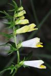 Melampyrum pratense