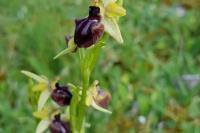 Ophrys aranifera