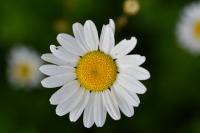 Leucanthemum vulgare