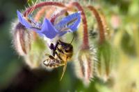 Borago officinalis
