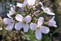 Cardamine pratensis