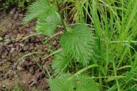 Urtica dioica