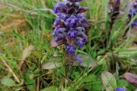 Ajuga reptans