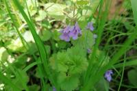 Glechoma hederacea
