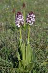 Orchis purpurea