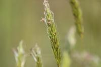 Anthoxanthum odoratum