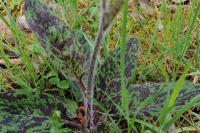 Hieracium maculatum