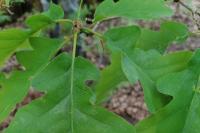 Quercus robur