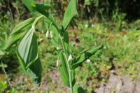 Polygonatum multiflorum