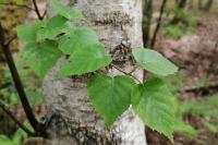 Betula pendula