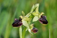 Ophrys aranifera