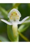 Platanthera chlorantha