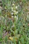 Platanthera chlorantha