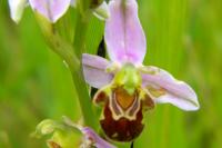 Ophrys apifera