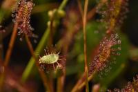 Drosera intermedia