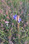 Gentiana pneumonanthe