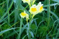 Linaria vulgaris