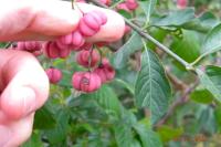 Euonymus europaeus
