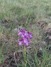 Anacamptis morio
