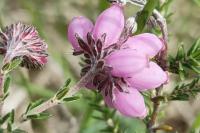 Erica tetralix