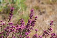 Erica cinerea