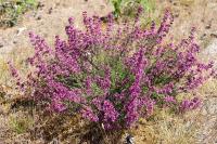 Erica cinerea